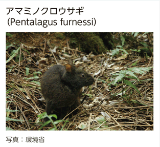 アマミノクロウサギ（Pentalagus furnessi）