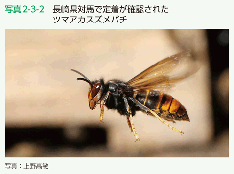 写真2-3-2　長崎県対馬で定着が確認されたツマアカスズメバチ