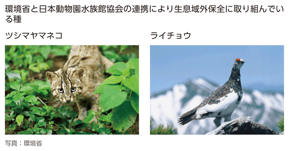 環境省と日本動物園水族館協会の連携により生息域外保全に取り組んでいる種　ツシマヤマネコ　ライチョウ