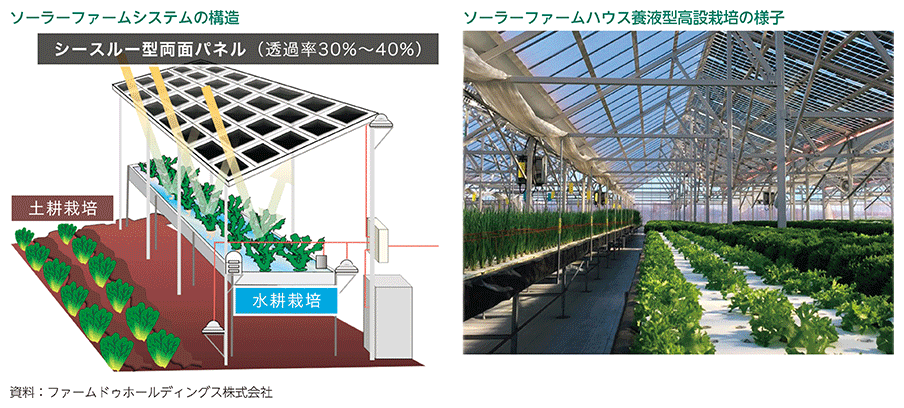 ソーラーファームシステムの構造、ソーラーファームハウス養液型高設栽培の様子