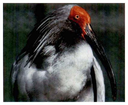 トキ（美しいトキ色の羽毛が繁殖期には写真のように灰色になる）