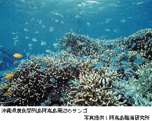 沖縄県慶良間列島阿嘉島周辺のサンゴ　写真提供：阿嘉島臨海研究所