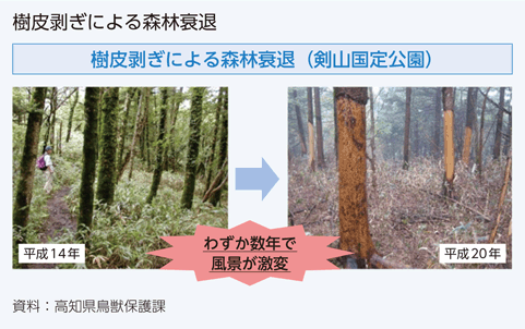 樹皮剥ぎによる森林衰退
