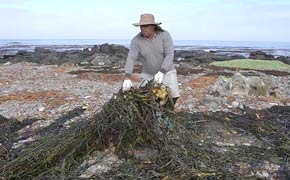 海のゴミを資源に〜漂着海藻から「アルギン酸」を生み出す世界トップメーカー〜
