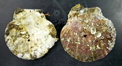 写真：ホタテガイの殻を使った採苗器