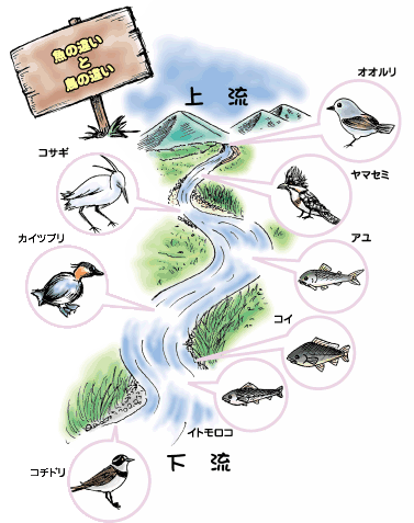 イラスト：上流と下流での魚の違いと鳥の違い