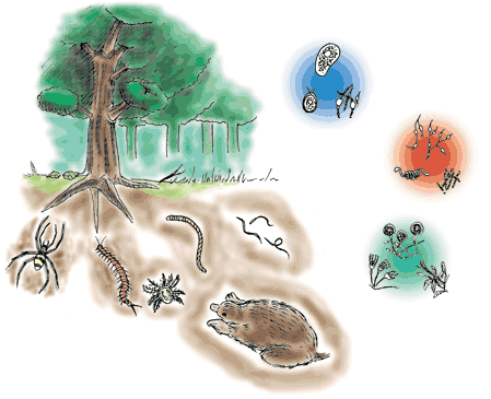 イラスト：土の中の生きもの（クモ、多足類、ダニ、ミミズ、モグラ、線虫、微生物類）