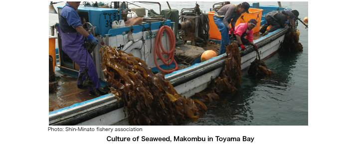 Seaweed farming (Toyama Bay)