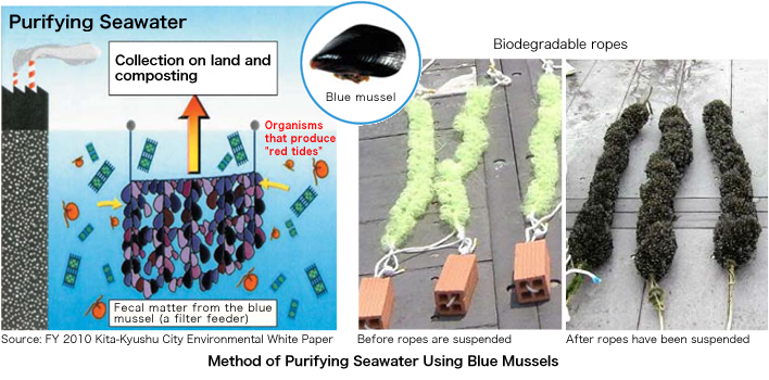 Water purification technology using mussels