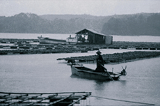 1958年 真珠養殖場2