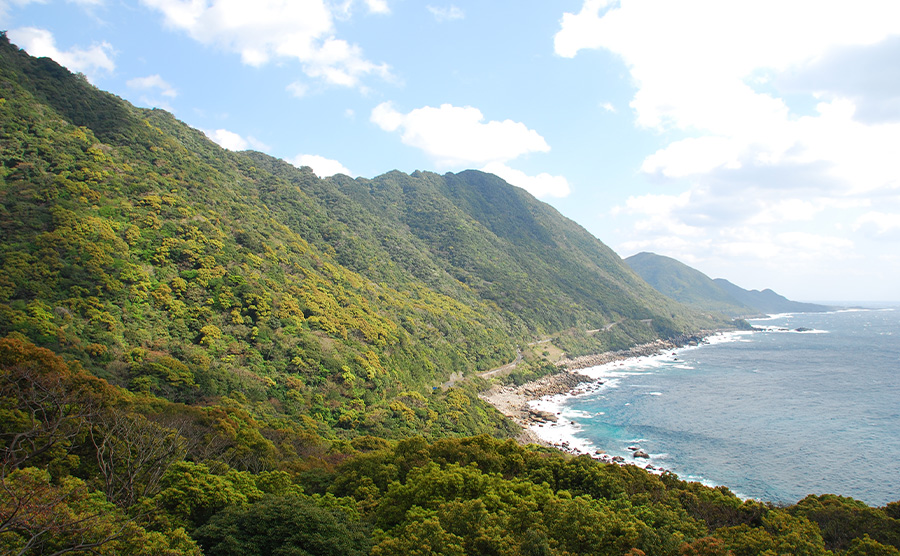 世界遗产保护区屋久岛西部的风景。从右边的广阔海洋到左边的原始常绿阔叶林地，景观随海拔逐渐升高而异。
