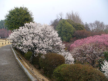 ウメ　芳香品種