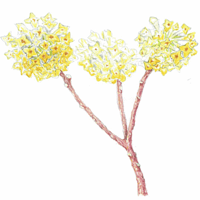 木の枝が3つに分かれていて、先には黄色い花がたくさん咲いている絵です。