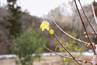枝の先に、小さな黄色い花が下向きについています。