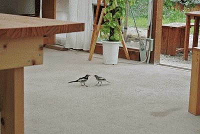 建物の中に、2羽のセキレイがいます。