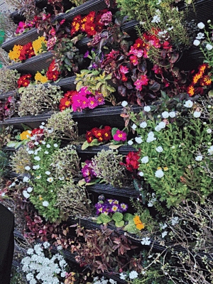 赤、オレンジ、紫など鮮やかな色の花などが、棚に並べられています。
