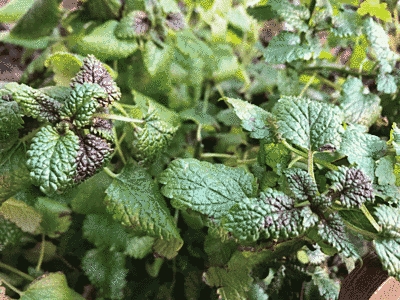 プランターに植えられている小さな葉が青々と茂った植物です。