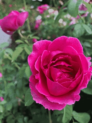 濃いピンクのバラが大きく写っています。