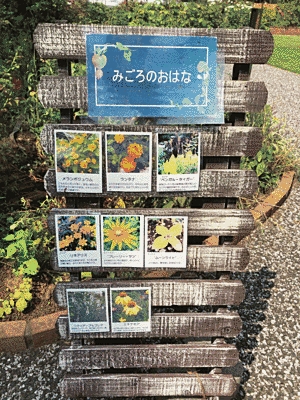 木で出来た看板に花の写真が8枚貼られています。