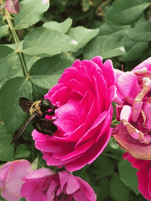 濃いピンクのバラです。虫も止まっています。