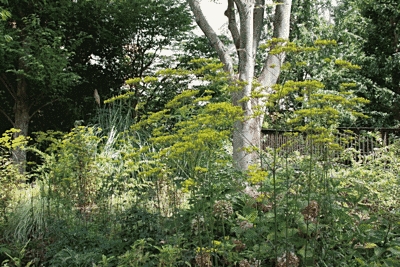 木や草が植えられています。