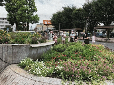 駅前の花壇です。ピンクや白の小さい花が咲いています。