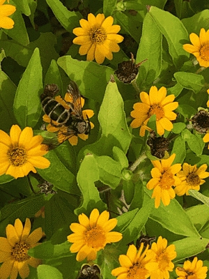 黄色い円形に花びらがついた花がいくつかあり、虫が止まっています。