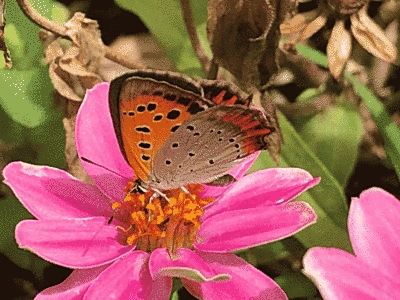 ピンクの花に虫が止まっています。