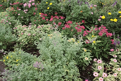 緑の葉と黄色やピンクなどの花が綺麗です。