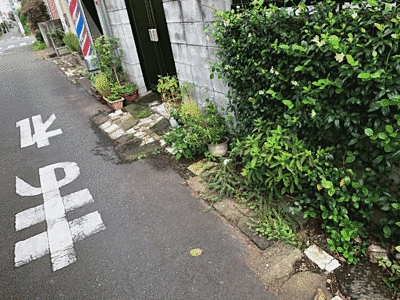 路地の塀が緑化されています。