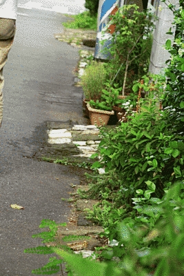 住宅の前に緑があります。