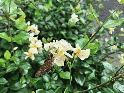 白い花に蝶が止まっています。