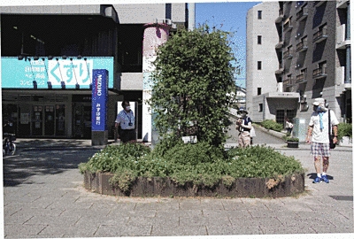町中の広場の中央に花壇があり、真ん中には木が植えられています。