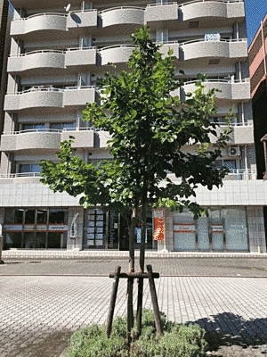 マンションの前の路地に木が一本植えられています。