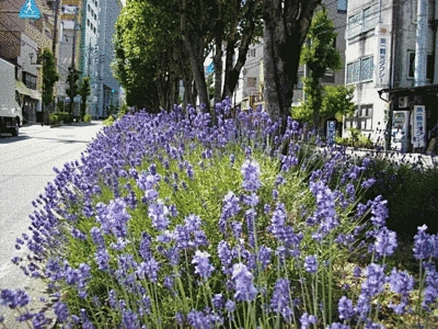 道と道の間のスペースに、木や紫色のラベンダーの花が植えられています。