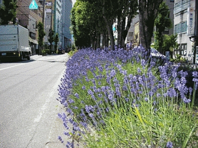 道と道の間のスペースに、木や紫色のラベンダーの花が植えられています。