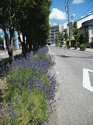 道と道の間のスペースに、木や紫色のラベンダーの花が植えられています。