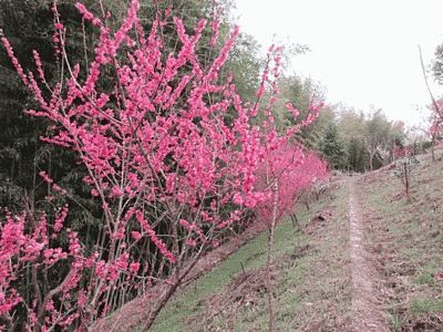 写真左側に細い木があり、小さい赤い花が咲いています。
