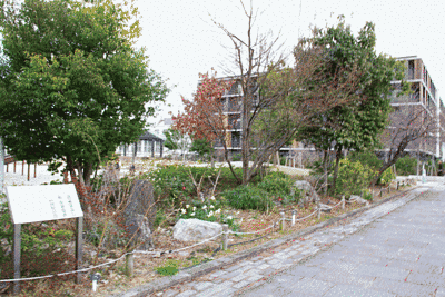 公園の花壇に草や木、花が植えられています。いくつかの種類の植物を見ることが出来ます。