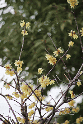 黄色い小さな花が枝に咲いています。