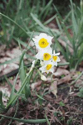 白い花で、中心部は黄色です。