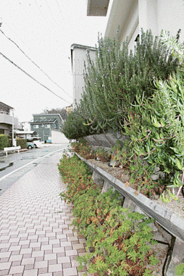 歩道沿いの壁に緑の草花が植えられています。