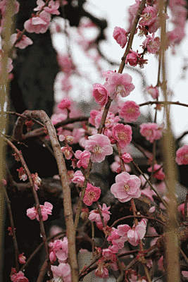 枝にピンク色の梅の花がたくさん咲いています。