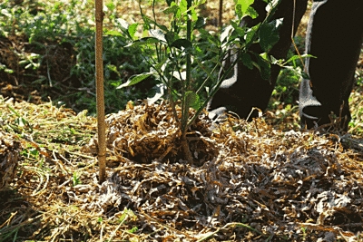 植栽した柑橘類の苗の根元を写した写真です。