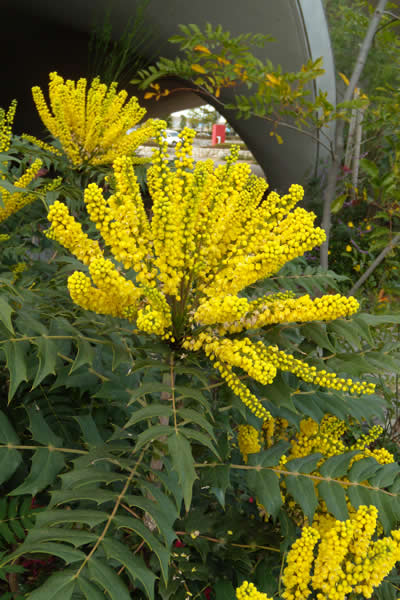 黄色い小さな花が、棒状に集まっており、その棒は中心部から放射状に伸びています。
