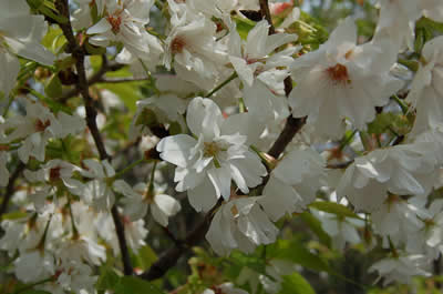 白色の桜の花です。