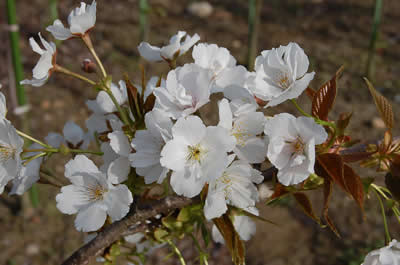 白色の桜の花です。