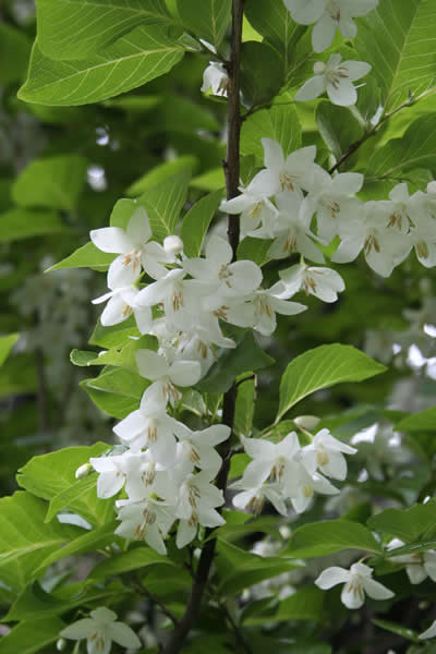 白い小さな花です。木の枝にまとまって咲いています。