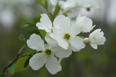 白い小さな花です。花びらは5枚見えます。