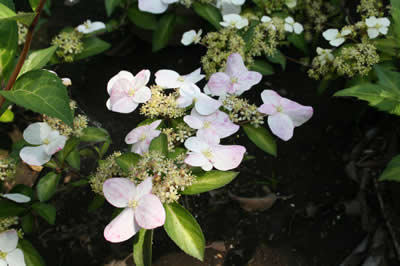 薄いピンク色の花です。